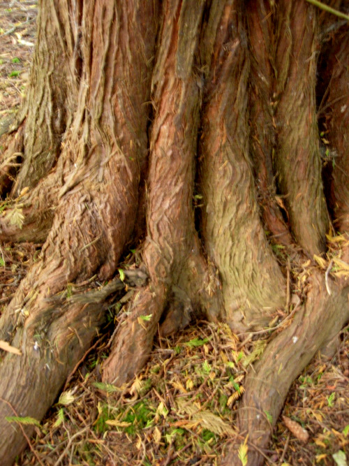 WESTERN RED CEDAR (Thuja plicata)
