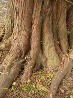 WESTERN RED CEDAR (Thuja plicata)
