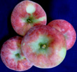 WYNOOCHE EARLY APPLE (Malus domestica)