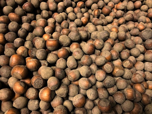 YAMHILL HAZELNUT SEEDS (Corylus avellana)