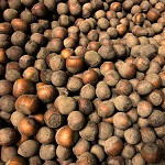 YAMHILL HAZELNUT SEEDS (Corylus avellana)
