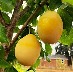 YELLOW EGG PLUM (Prunus domestica)