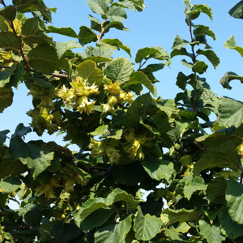 YORK HAZELNUT (Corylus avellana)