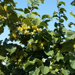 YORK HAZELNUT (Corylus avellana)