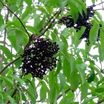 KORSOR ELDERBERRY (Sambucus nigra)